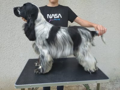 Étalon Cocker Spaniel Anglais - CH. Viva Las Vegas Du Clos Des Belles Oreilles