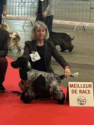 Étalon Cocker Spaniel Anglais - royal friend’s Hannibal