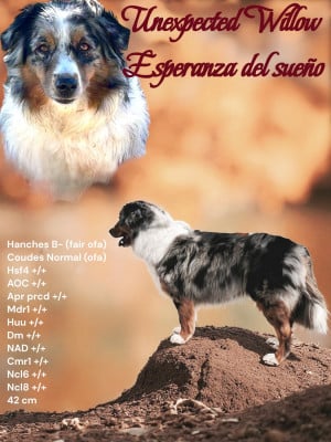 image de Unexpected Willow