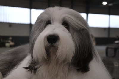 Étalon Bearded Collie - CH. Van Cleef de Chester
