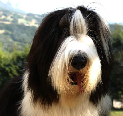 Étalon Bearded Collie - Talon aiguille de Chester