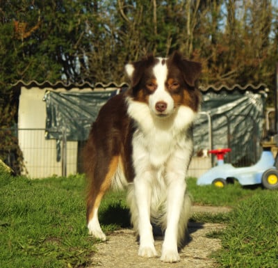 Étalon Berger Américain Miniature - Twenty Years Tchin Tchin du temple de Palés