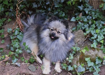 Étalon Spitz allemand - pom's love story Wolf Wolfie