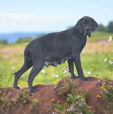 Étalon Dogue allemand - Udésia Des Terres Du Grazo