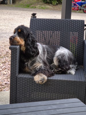 Étalon Cocker Spaniel Anglais - Venus of Never Say Goodbye