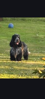 Étalon Cocker Spaniel Anglais - Urion du domaine de diane Titre Initial