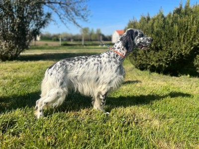 Étalon Setter Anglais - Titre Initial Sarentis sem