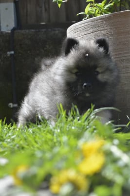 Étalon Spitz allemand - Athena de la Rivière Étincelante De La Rivière Etincelante