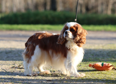 Étalon Cavalier King Charles Spaniel - Ubella de la bergerie d'argent