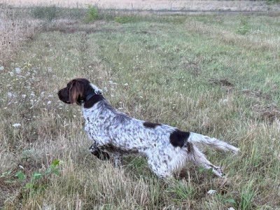 Étalon Petit Epagneul de Münster - CH. Ustone De La Ranche Du Chêne