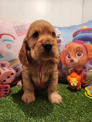 Étalon Cocker Spaniel Anglais - aston du domaine de Std Gladyce