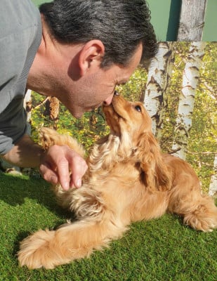 Étalon Cocker Spaniel Anglais - amilton du domaine de Std Gladyce