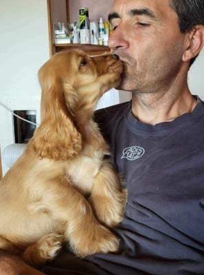 Étalon Cocker Spaniel Anglais - atlanta du domaine de Std Gladyce
