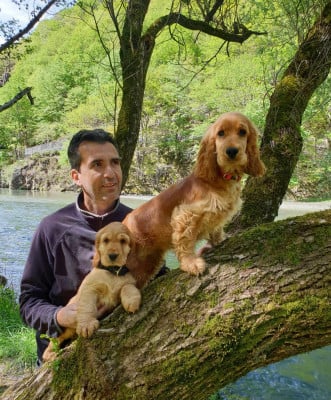 Étalon Cocker Spaniel Anglais - azalée du domaine de Std Gladyce