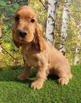 Étalon Cocker Spaniel Anglais - alba du domaine de Std Gladyce