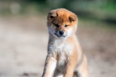 Étalon Shiba - Aho no Kyoukahime du Bois de Compiègne