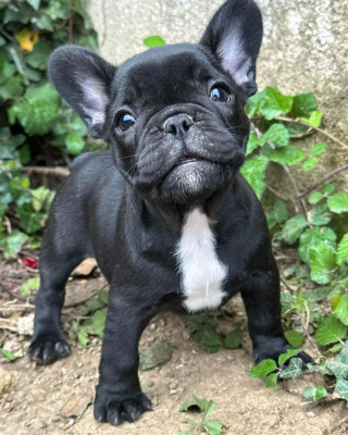 Étalon Bouledogue français - Addict Du Coeur De Javoscka