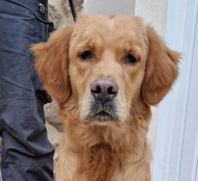 Étalon Golden Retriever - Abigail Des terres sacrees