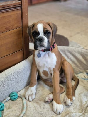 Étalon Boxer - Apple Du Haras Des Fougeres