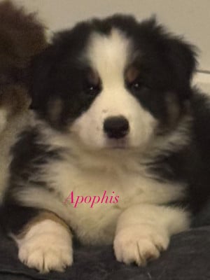 Étalon Berger Australien - Apophis Rrue Du Domaine De L’Olympe