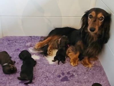 Étalon Teckel poil long - VELVET De Tetiaroa