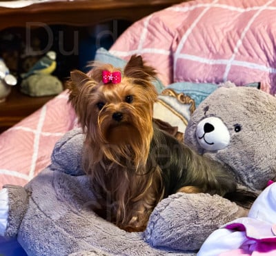Étalon Yorkshire Terrier - Univer du Domaine des Chouettes Enchantées