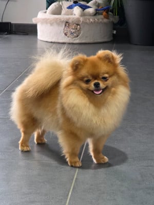 Étalon Spitz allemand - Victoria Queen Du Domaine Angel Stars