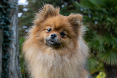 Étalon Spitz allemand - Vénus "Plume" de french vanilla
