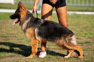 Étalon Berger Allemand - Vaïana du clos de la gloriette