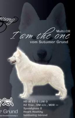 Étalon Berger Blanc Suisse - CH. I AM THE ONE dit Vegas vom sutumer grund