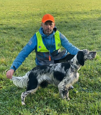Étalon Setter Anglais - TR . UK des Pays de Loire
