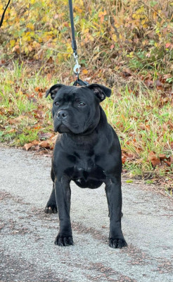 Étalon Staffordshire Bull Terrier - All you need is love April Des Rebelles Chic