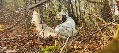 Étalon Setter Anglais - TR. TIC TAC Du Long Bec D'enchanet