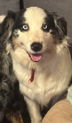 Étalon Berger Australien - Texa De La Tombée De La Nuit