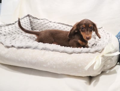 Étalon Teckel poil long - ANOUK les anges de l'amapola