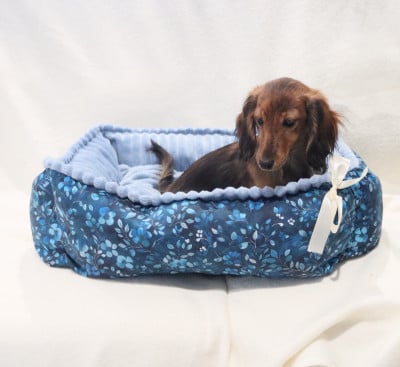 Étalon Teckel poil long - Ayka Des Amours De Poseidon