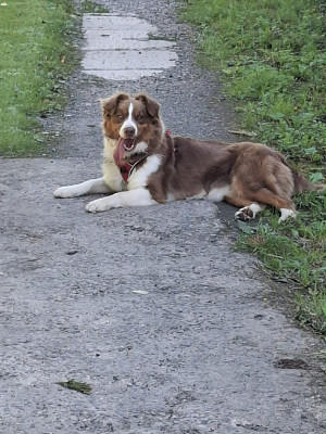 Étalon Berger Australien - ushuaya L’Opalyne Des Pierres Précieuses