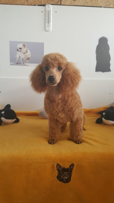 Étalon Caniche - anatomic-girl du domaine de Std Gladyce