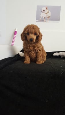 Étalon Caniche - arizona du domaine de Std Gladyce