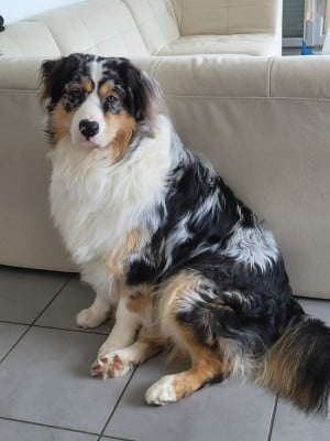 Undy I Du Val De La Licorne