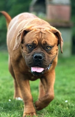 Étalon Dogue de Bordeaux - VENDOME PARIS De La Commanderie Des Molosses