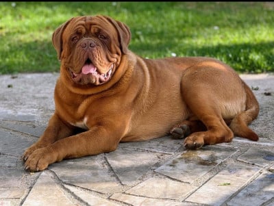 Étalon Dogue de Bordeaux - Foster Dogue VICOMTE