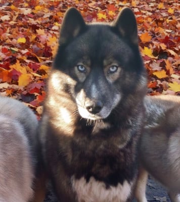 Étalon Siberian Husky - Stayin my life forever of Moonlight's Rhapsoody Of Moonlight's Rhapsody