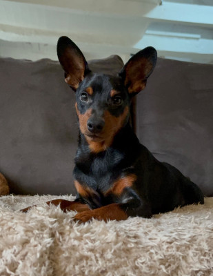 Étalon Pinscher nain - Diamond egoist Kraft-Kevin