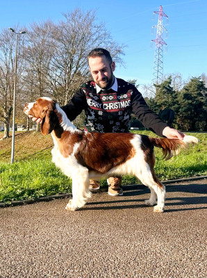 Étalon Welsh Springer Spaniel - Adèle of loving Star
