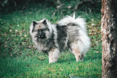 Étalon Spitz allemand - Ufya du royaume de b'oxie