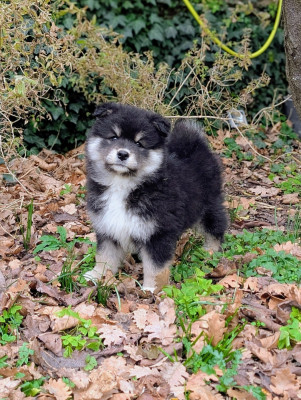 Étalon Chien finnois de Laponie - A la Folie Passionnément Du Temple Namasté De Benthéa