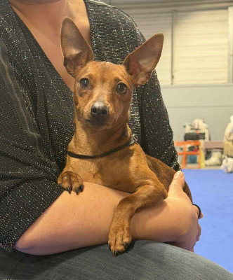 Étalon Pinscher nain - Virgule De La Plaine Bretonne