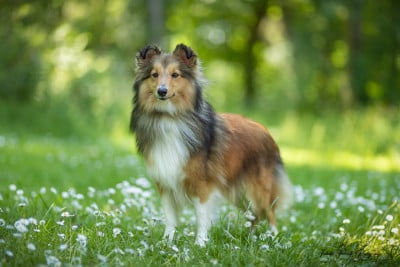 Étalon Shetland Sheepdog - Very Much des loups de l'isengard