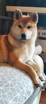 Étalon Shiba - U'Victoire Des Brumes de Brocéliande